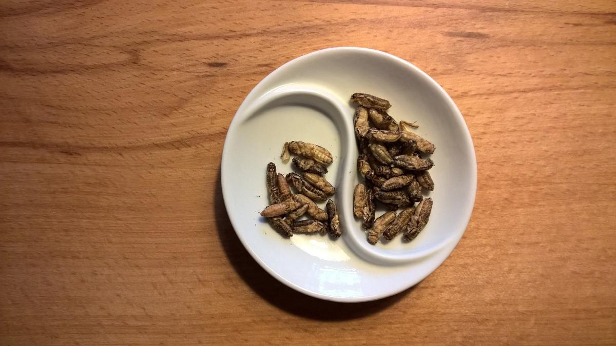 mały 4 maly 4 Produkty zawierające mąkę ze świerszczy dopuszczone do sprzedaży w Polsce